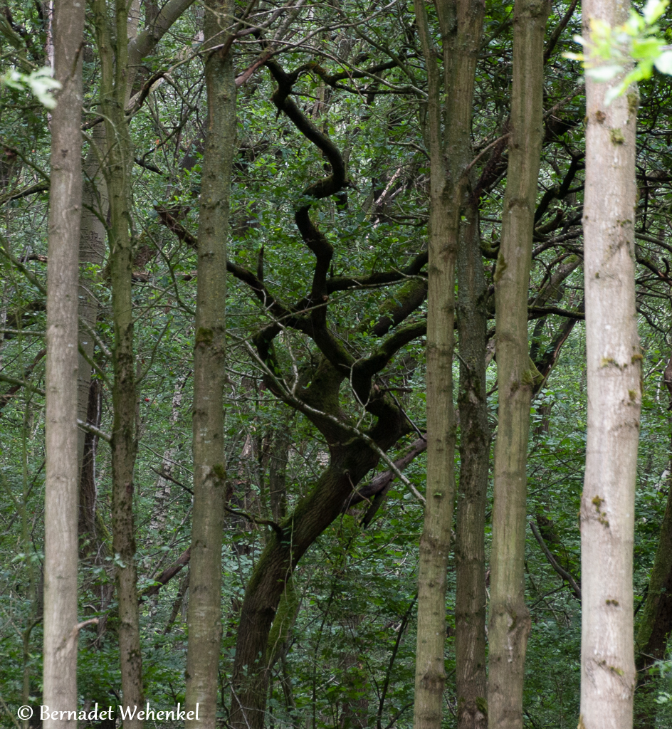 Het Jongenbos in Kortessem.