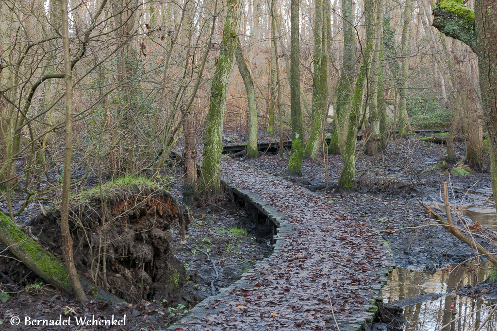 Plankenpad over de Stiemerbeek.