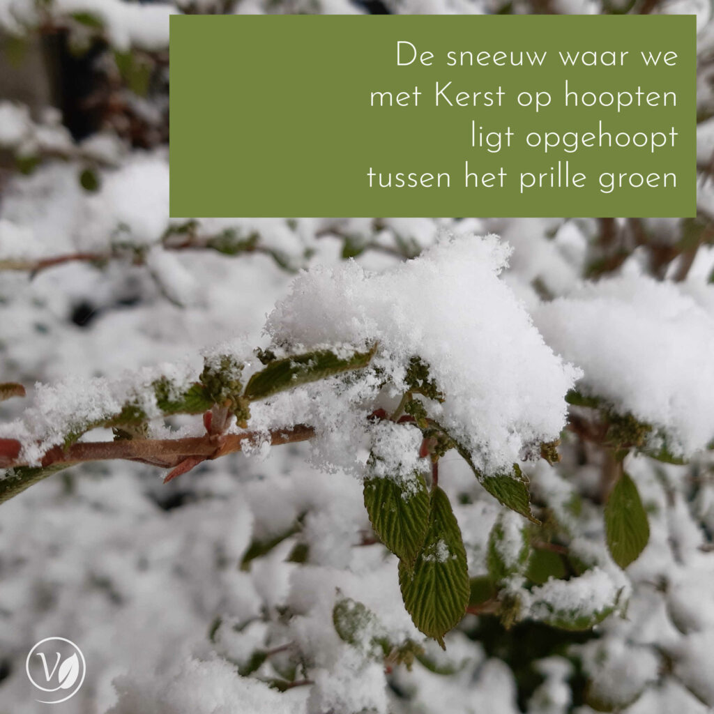 Sneeuw na Pasen 2021, op Viburnum met groen blad.