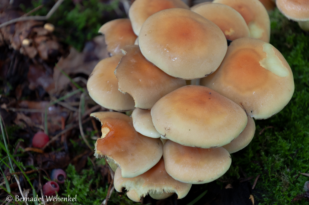 Paddenstoelen waarvan je de details beter ziet als je dichterbij gaat. 