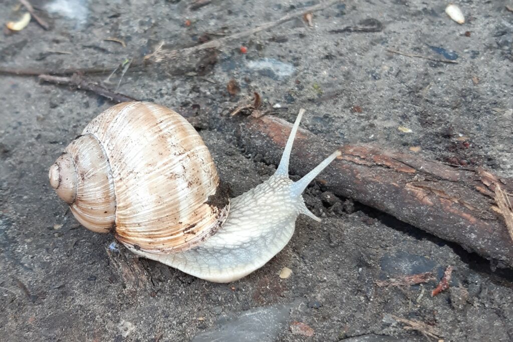 Een witte wijngaardslak zoekt haar weg op het pad.